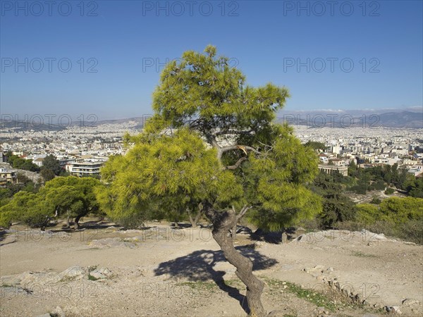 Single tree on a hill overlooking the city, Ancient buildings with columns and trees on the