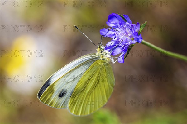 Large White, Pieris brassicae, butterfly on pink flower