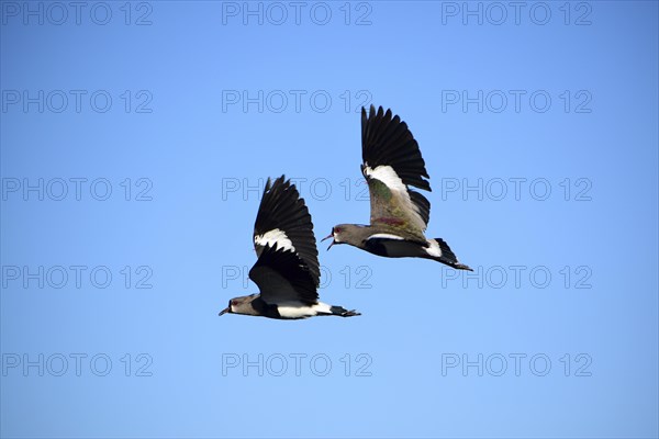 Two southern lapwings (Vanellus chilensis) in flight, Buenos Aires, Argentina, South America