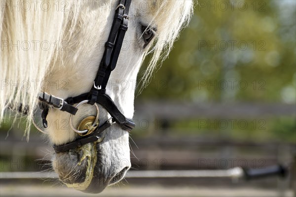 Detailed view of an Icelandic horse with head, mane, mop of hair and equipped with reins, bridle