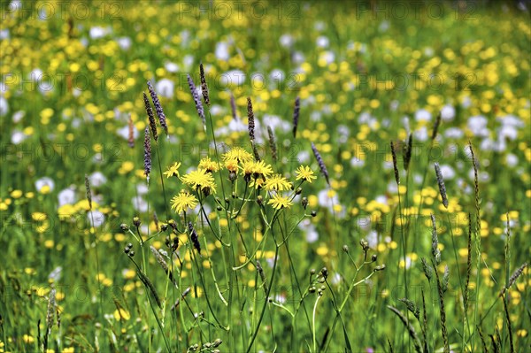 Rough hawksbeard (Crepis biennis) and ranunculus auricomus (Ranunculus auricomus agg.), Allgaeu,