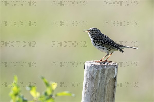 Meadow Pipit (Anthus pratensis), Emsland, Lower Saxony, Germany, Europe