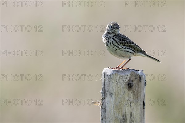 Meadow Pipit (Anthus pratensis), Emsland, Lower Saxony, Germany, Europe