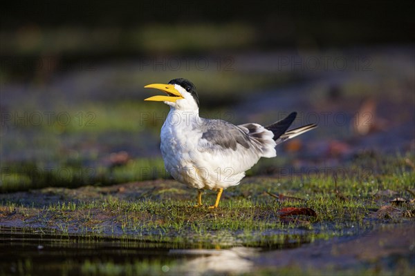 Large-billed Tern (Phaetusa simplex) Pantanal Brazil