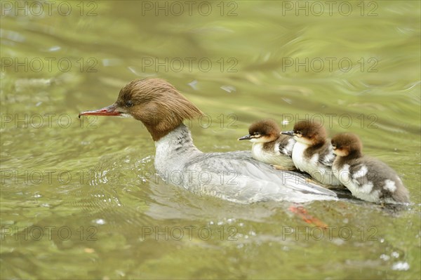 Close-up of a common merganser goosander (Mergus merganser) mother with her chicks swimming in the