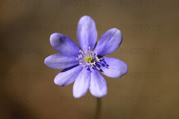 Close-up of a Common Hepatica (Anemone hepatica) blossom in a forest on a sunny evening in spring
