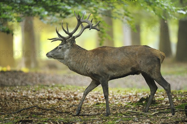 A Red deer (Cervus elaphus) male on a early foggy morning in a forest