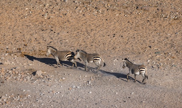 Three hartmann's mountain zebras (Equus zebra hartmannae) in the sand, from above, Hobatere