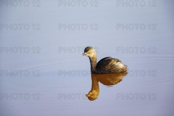 Least grebe (Tachybaptus dominicus) Pantanal Brazil