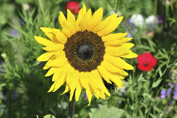 Sunflower (Helianthus annuus), flowering, Baden-Wuerttemberg, Germany, Europe, Large yellow
