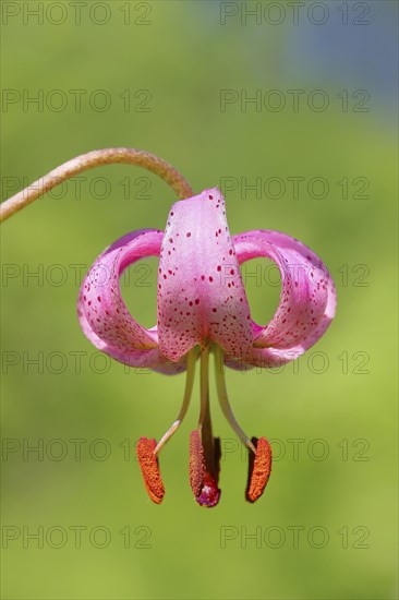 Martagon lily (Lilium martagon) in a forest in spring, lily family, flower, macro, nature