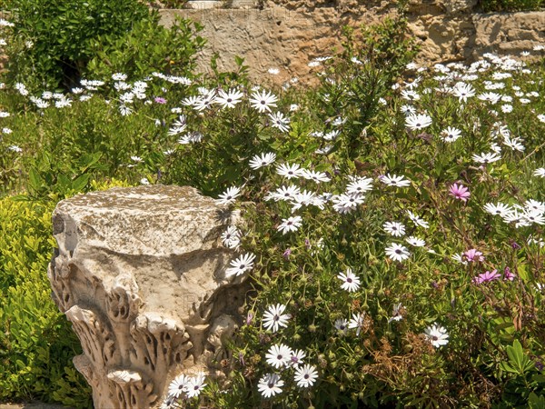 A rustic garden with stone flower boxes and many white flowers in front of an old stone wall, Tunis