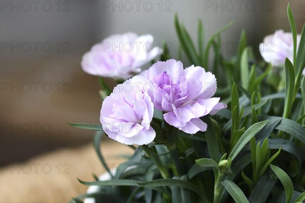 Flowers of light purple Dianthus plant