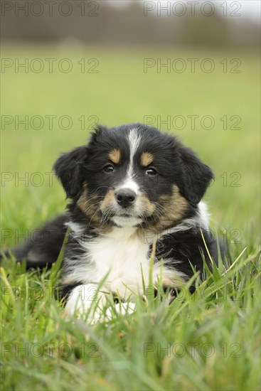 Close-up of an Australian shepherd puppy lying on a meadow