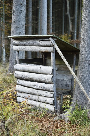 A perch in a mixed forest in autumn, Austria, Europe