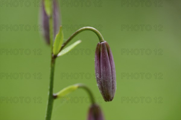 Close-up of a Martagon or Turk's cap lily (Lilium martagon) in a forest in spring