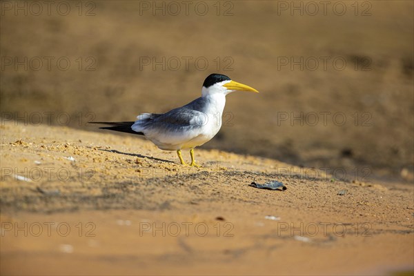 Large-billed Tern (Phaetusa simplex) Pantanal Brazil
