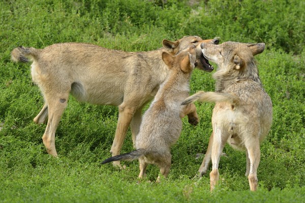 Algonquin wolf (Canis lupus lycaon) mother with pups on a green meadow, captive, Germany, Europe