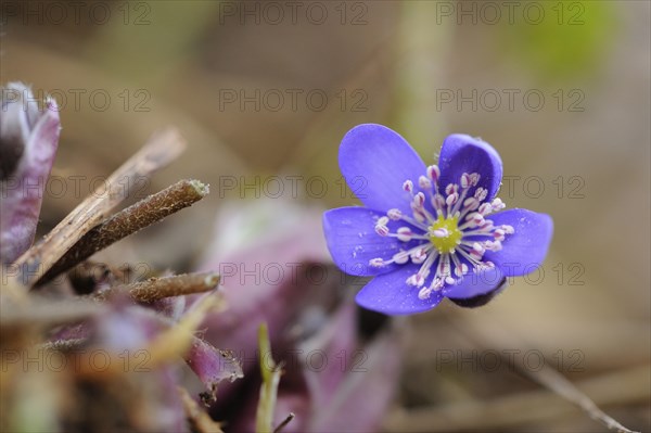 Close-up of a Common Hepatica (Anemone hepatica) blossom in a forest in spring