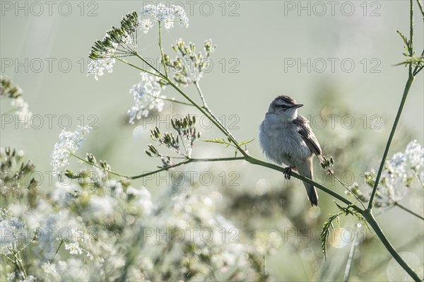 Sedge warbler (Acrocephalus schoenobaenus), Lower Saxony, Germany, Europe