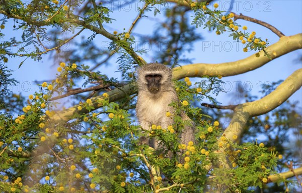 Southern vervet monkey (Chlorocebus pygerythrus) sitting in a flowering tree, eating yellow flowers