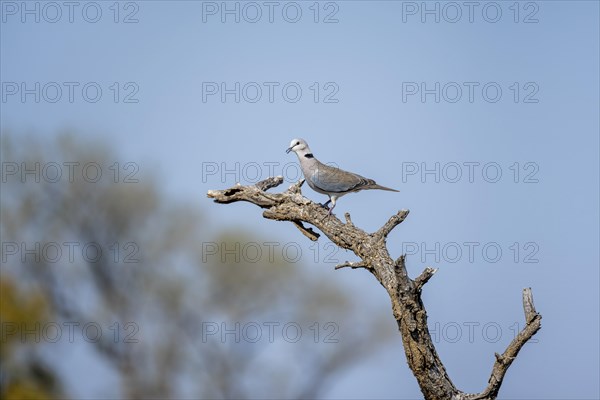 Ring-necked dove (Streptopelia capicola) sitting on a branch against a blue sky, Kruger National
