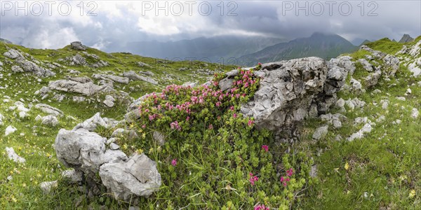 Alpine rose blossom, rhododendron, Koblat-Hoehenweg on the Nebelhorn, Allgaeu Alps, Allgaeu,