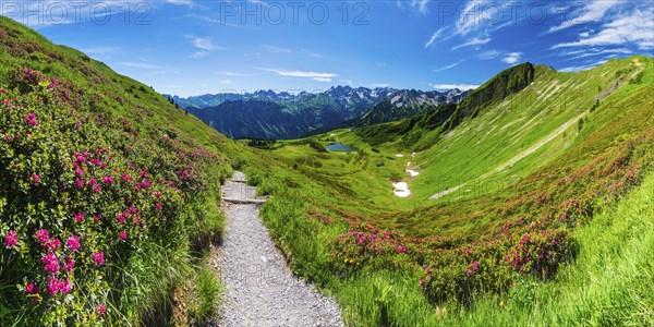 Alpine rose blossom, panorama from the Fellhorn over the Schlappoldsee and mountain station of the