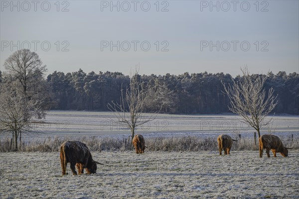 Cows grazing on frozen pasture surrounded by bare trees in winter, Frosty winter time in the early