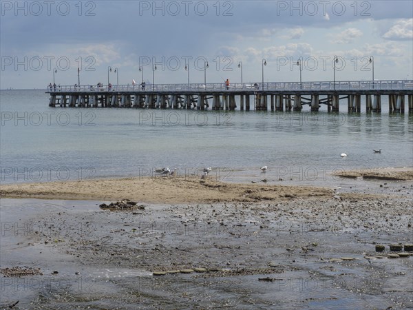 Seagulls walking on the wet beach near a long jetty into the sea under a slightly cloudy sky, green