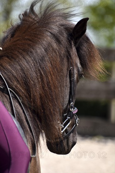 Detailed view of an Icelandic horse with head, mane, mop of hair and equipped with reins, bridle