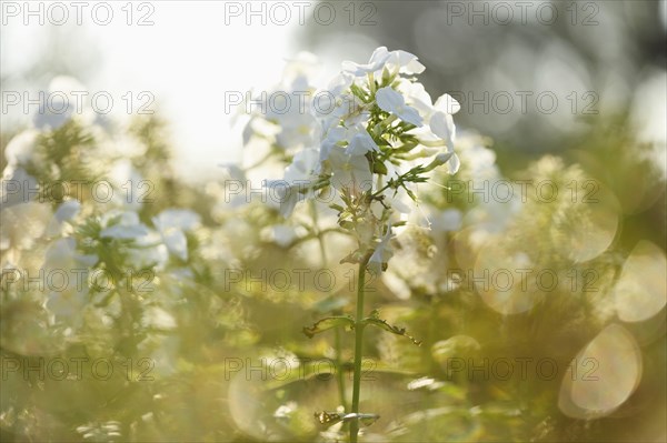 Close-up of white Garden phlox (Phlox paniculata) blossoms in a garden in summer