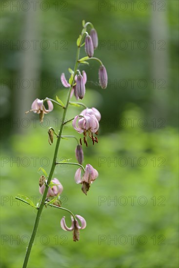 Close-up of a Martagon or Turk's cap lily (Lilium martagon) in a forest in spring