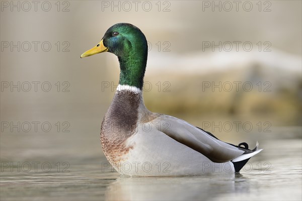 Mallard or Wild Duck (Anas platyrhynchos) male at a lake in winter, Austria, Europe