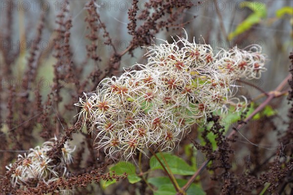 Clematis vitalba with fruiting vines, Moselle, Rhineland-Palatinate, Germany, Europe