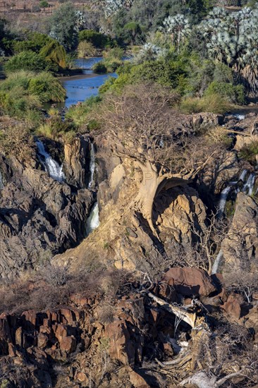 Kunene River, waterfall and African Baobab (Adansonia digitata), in the evening light, Epupa Falls,