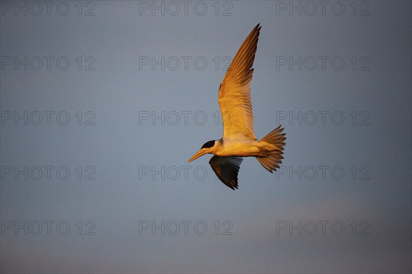 Large-billed Tern (Phaetusa simplex) Pantanal Brazil