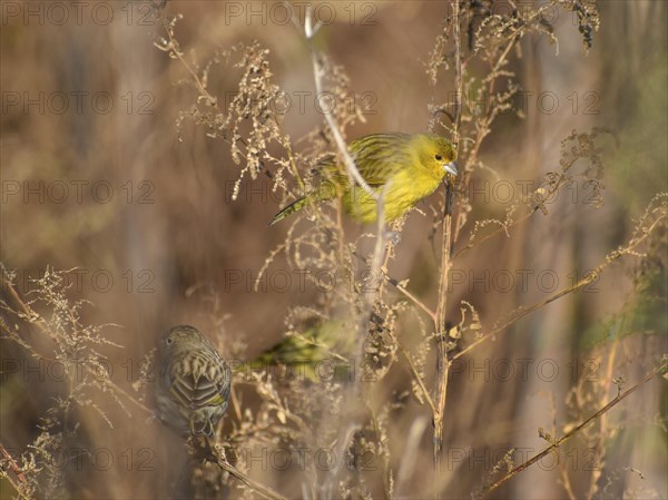 Free-living saffron finch (Sicalis flaveola) or saffron bunting male (all yellow) and female, seen