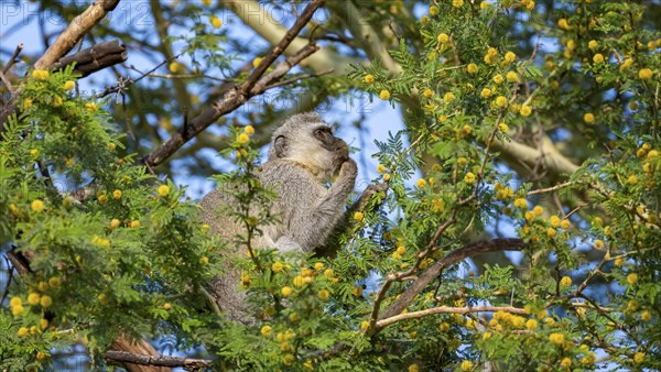 Southern vervet monkey (Chlorocebus pygerythrus) sitting in a flowering tree, eating yellow flowers