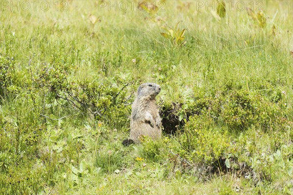Alpine marmot (Marmota marmota), Allgaeu Alps, Allgaeu, Bavaria, Germany, Europe