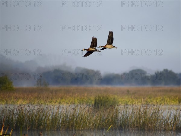 Two white-faced whistling ducks (Dendrocygna viduata), male and female, flying over the lake Laguna