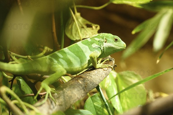 Close-up of a Fiji banded iguana (Brachylophus fasciatus) in a terrarium
