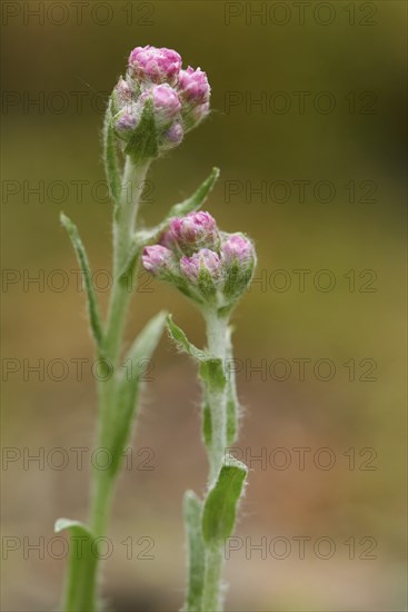Close-up of Mountain Everlasting (Antennaria dioica) blossoms in early summer