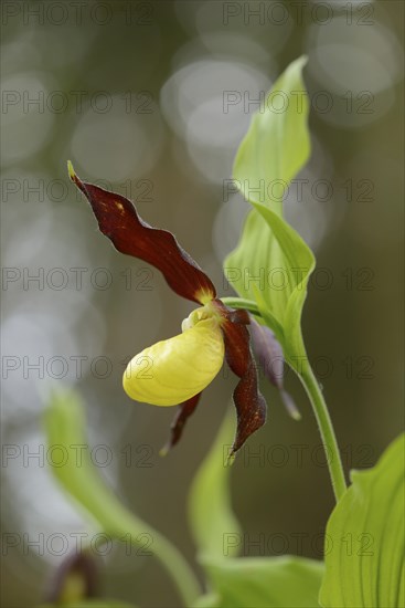 Close-up of lady's-slipper orchid (Cypripedium calceolus) blossoms in a forest in spring, Upper