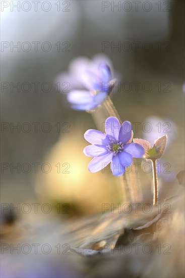 Close-up of a Common Hepatica (Anemone hepatica) blossoms in a forest on a sunny evening in spring