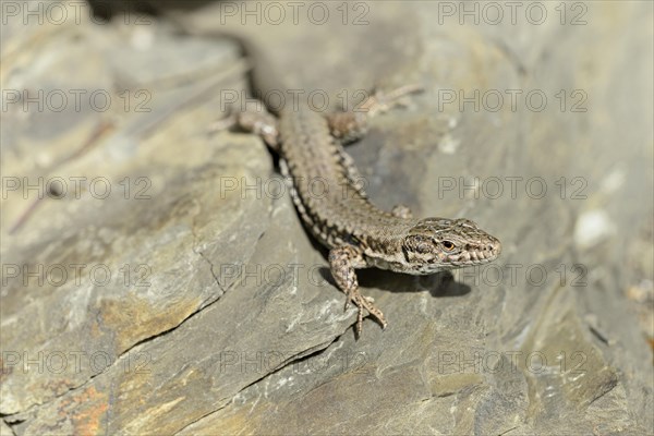 Viviparous lizard (Zootoca vivipara) on a stone wall, Moselle, Rhineland-Palatinate, Germany,