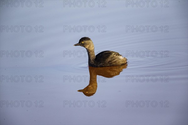 Least grebe (Tachybaptus dominicus) Pantanal Brazil