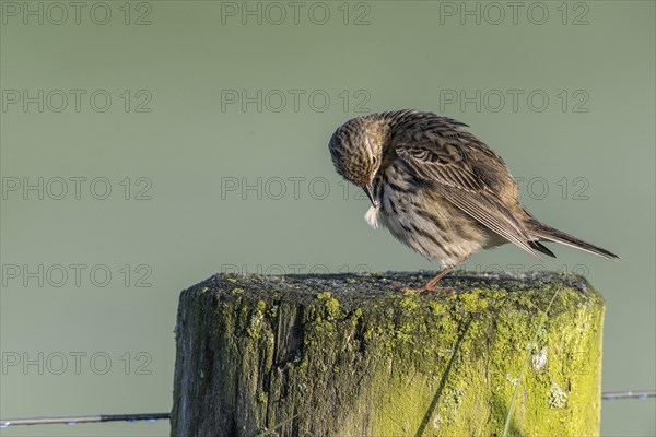 Meadow pipit (Anthus pratensis) preening itself, Lower Saxony, Germany, Europe