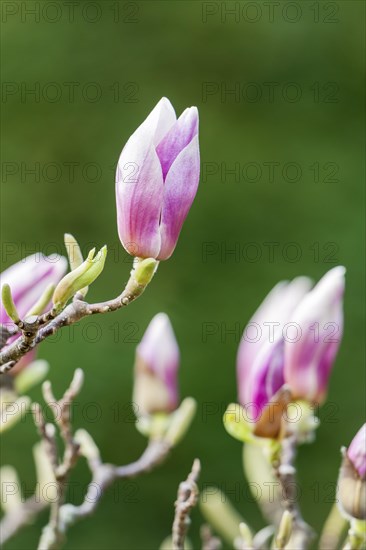 Mulan magnolia (Magnolia liliiflora)