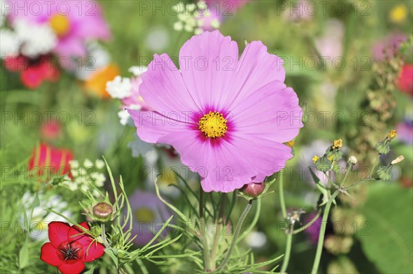 Mexican aster (Cosmea bipinnata), Schwaebisch Gmuend, Baden-Wuerttemberg, Germany, Europe, Bright